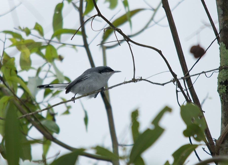 Masked Gnatcatcher - ML187316521