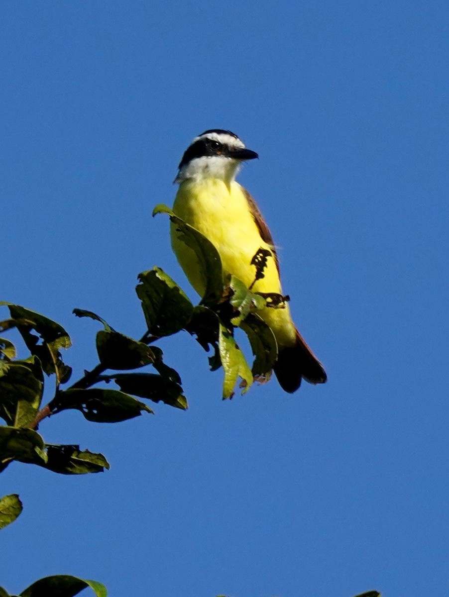 Great Kiskadee - ML187317011