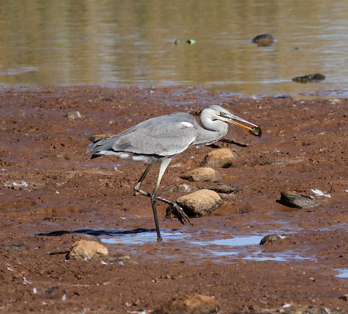 Gray Heron - Xabier Remirez