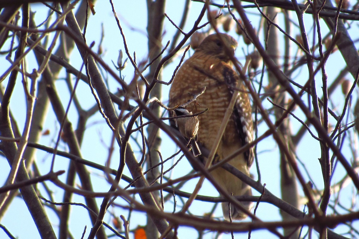 Red-shouldered Hawk - ML187319551