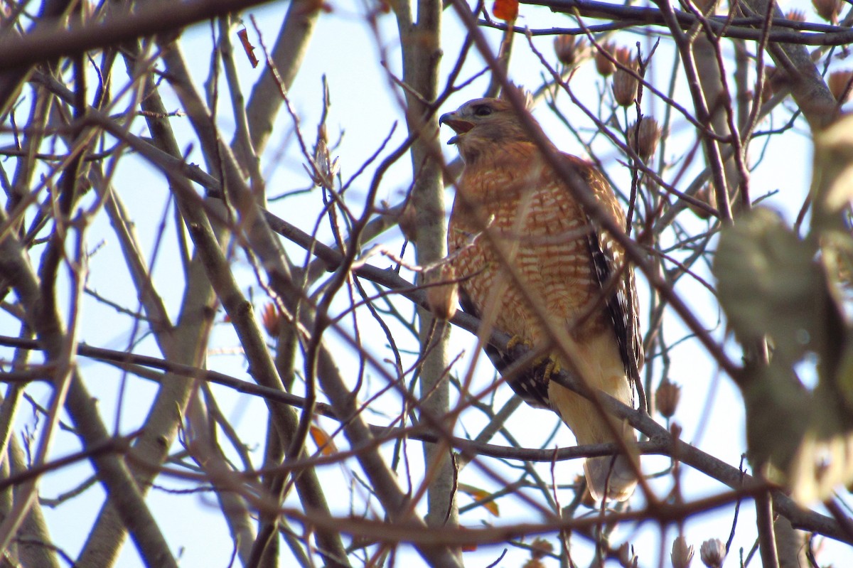 Red-shouldered Hawk - Eric Walther