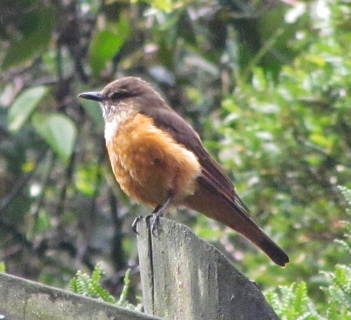 Streak-throated Bush-Tyrant - ML187320021