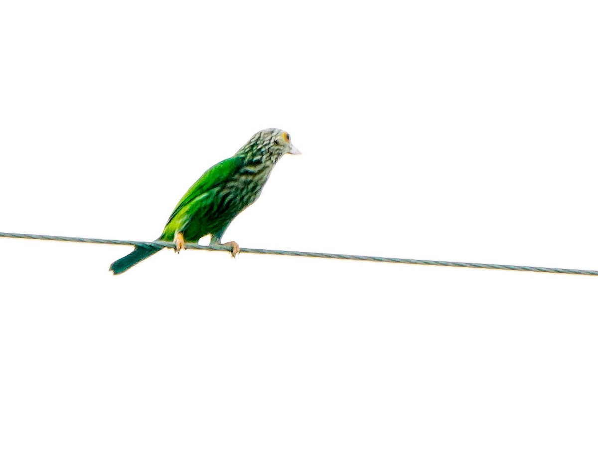 asian barbet sp. - ML187320121