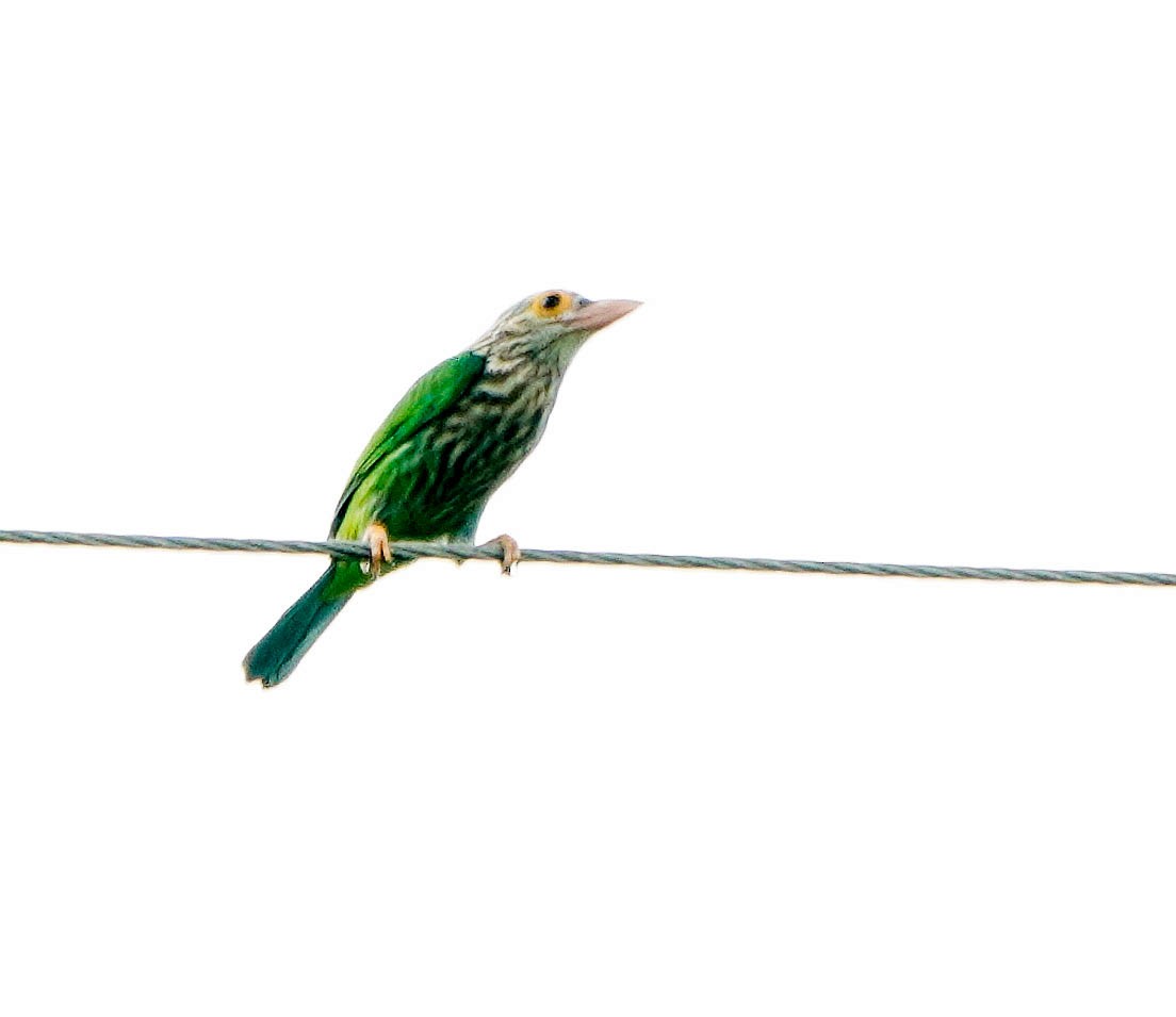 asian barbet sp. - ML187320131