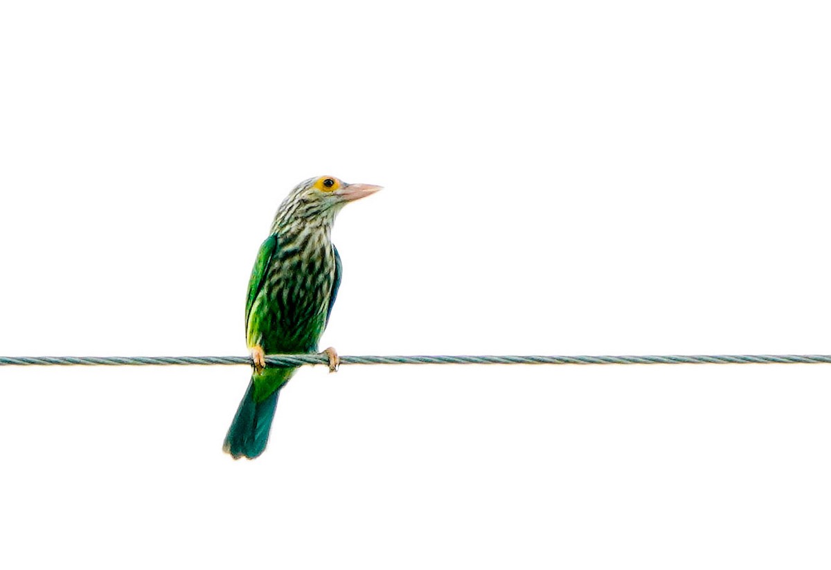 asian barbet sp. - ML187320141