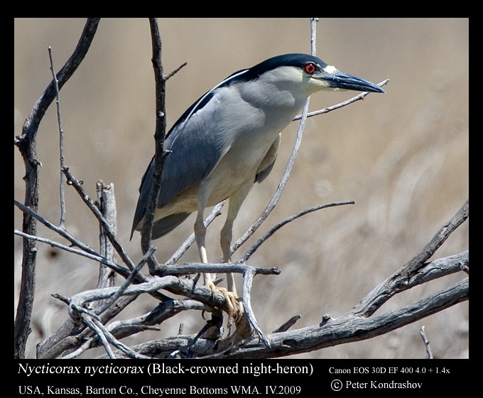 Black-crowned Night Heron (American) - ML187320991