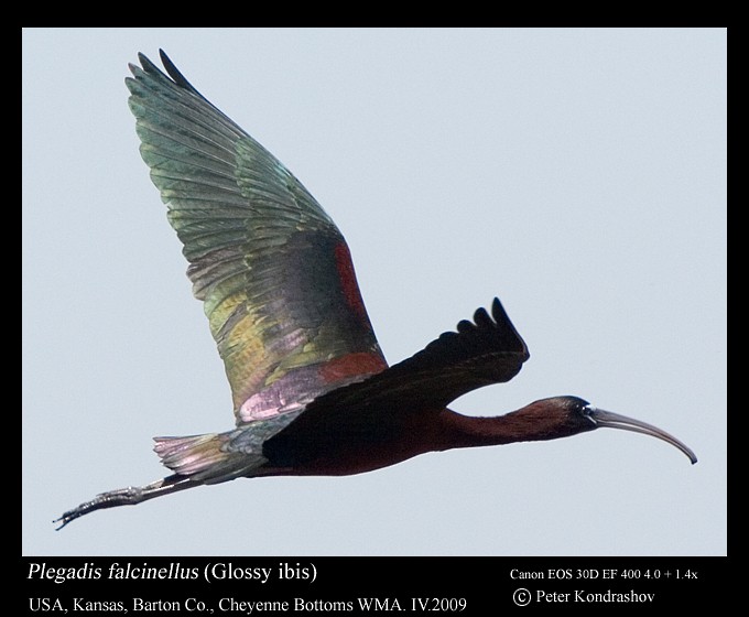 Glossy Ibis - ML187321061