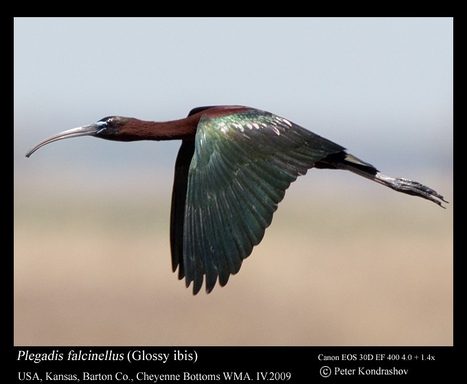 Glossy Ibis - ML187321071