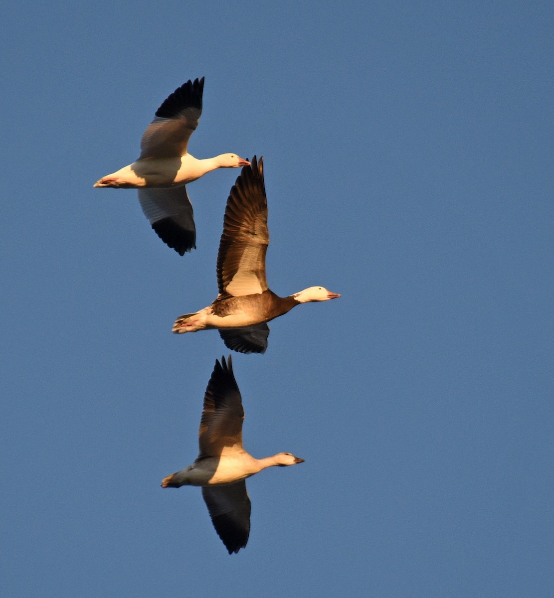 Snow Goose - Steven Mlodinow