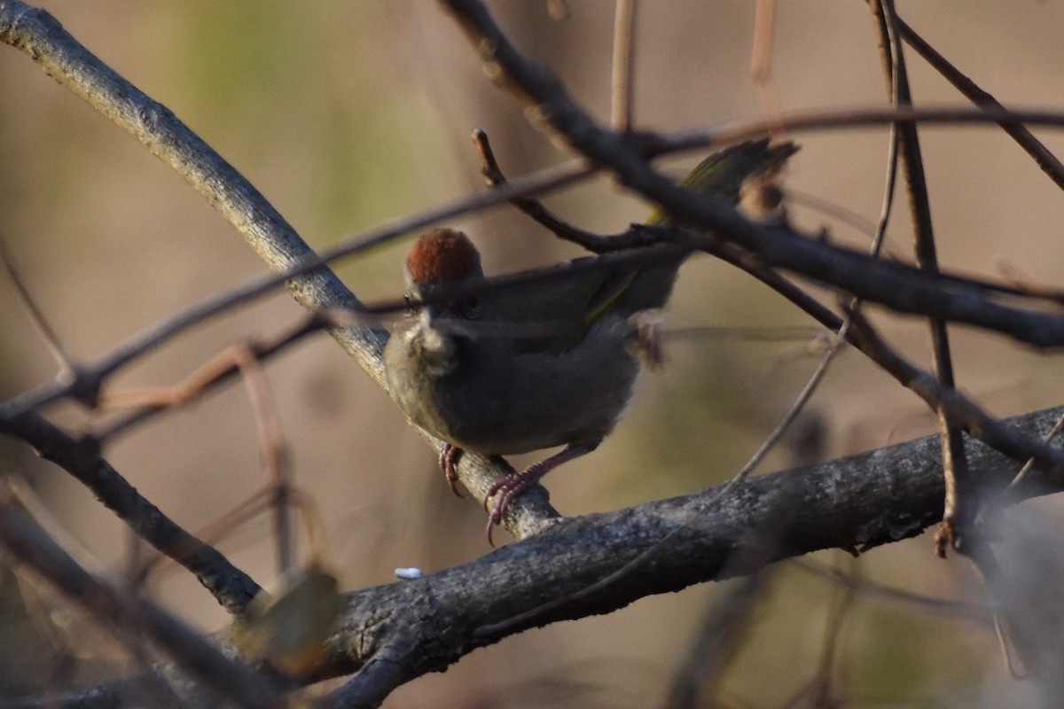 Green-tailed Towhee - ML187321591