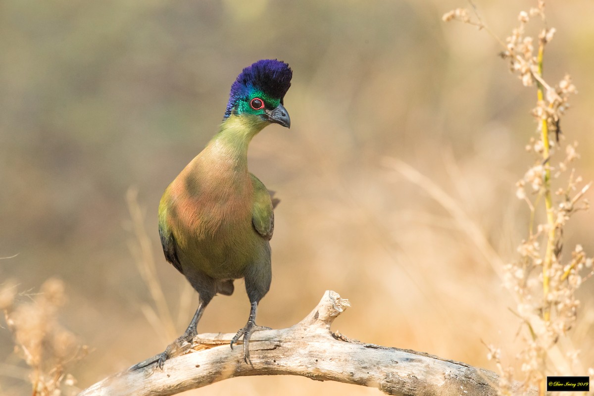 Purple-crested Turaco - David Irving