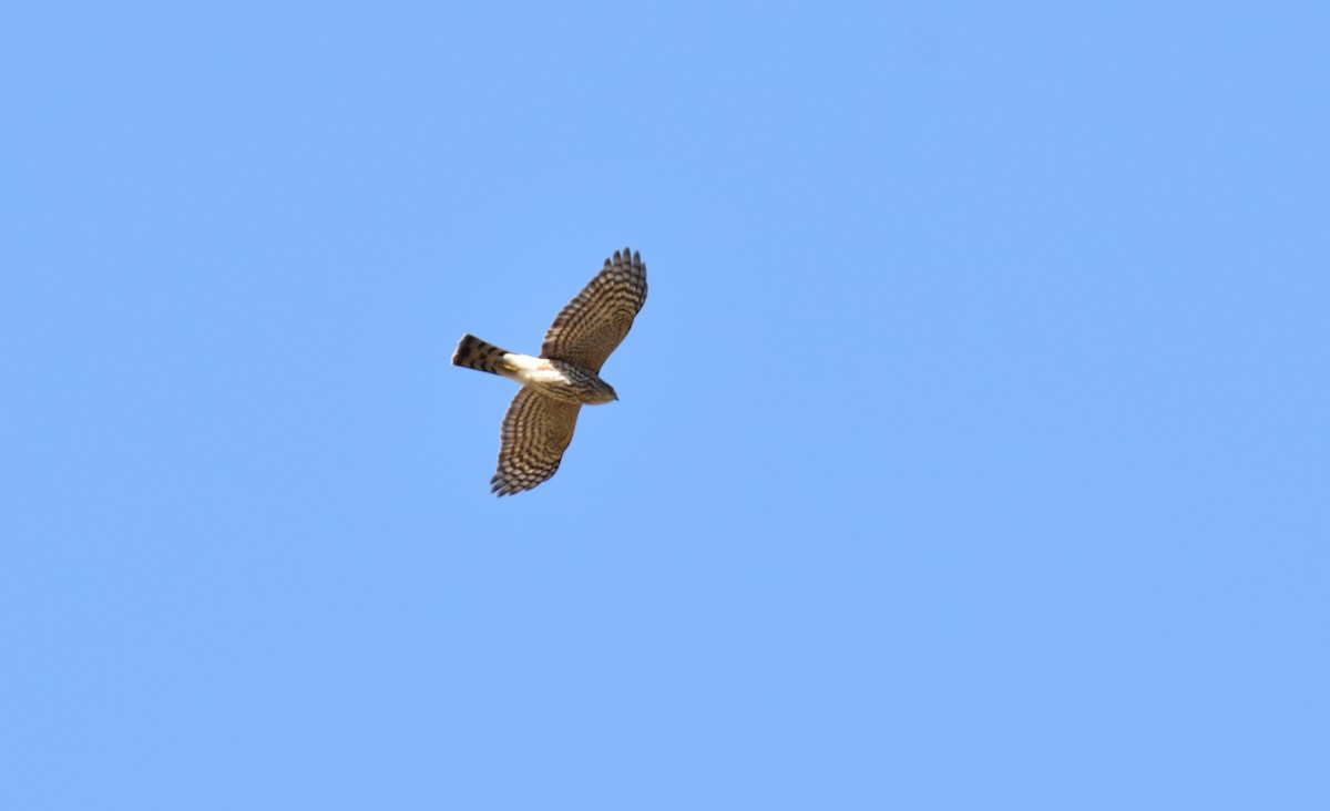 Sharp-shinned Hawk (Northern) - ML187324091