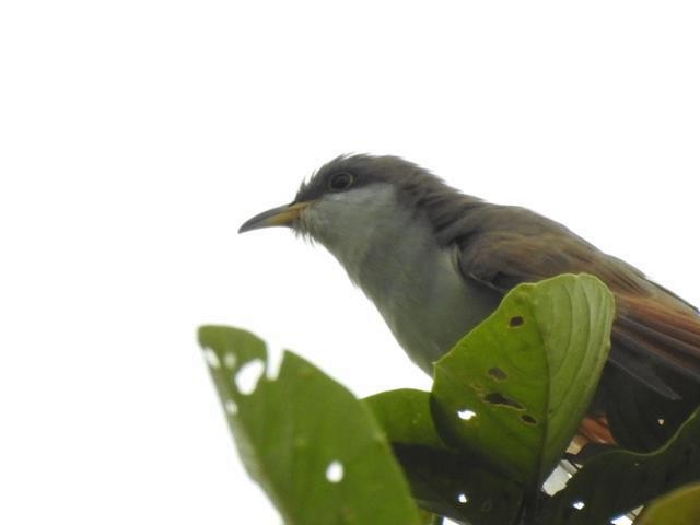 Yellow-billed Cuckoo - ML187324341