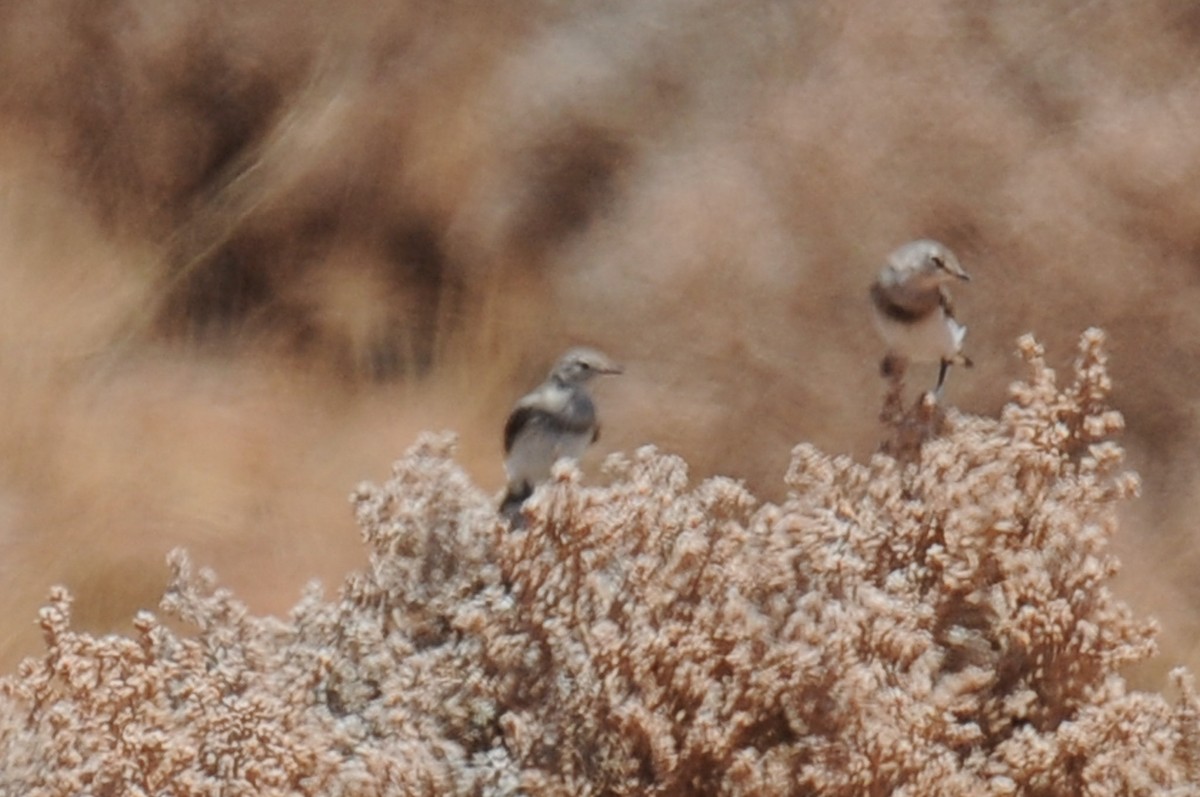 White-fronted Chat - Hedley & Irena Earl