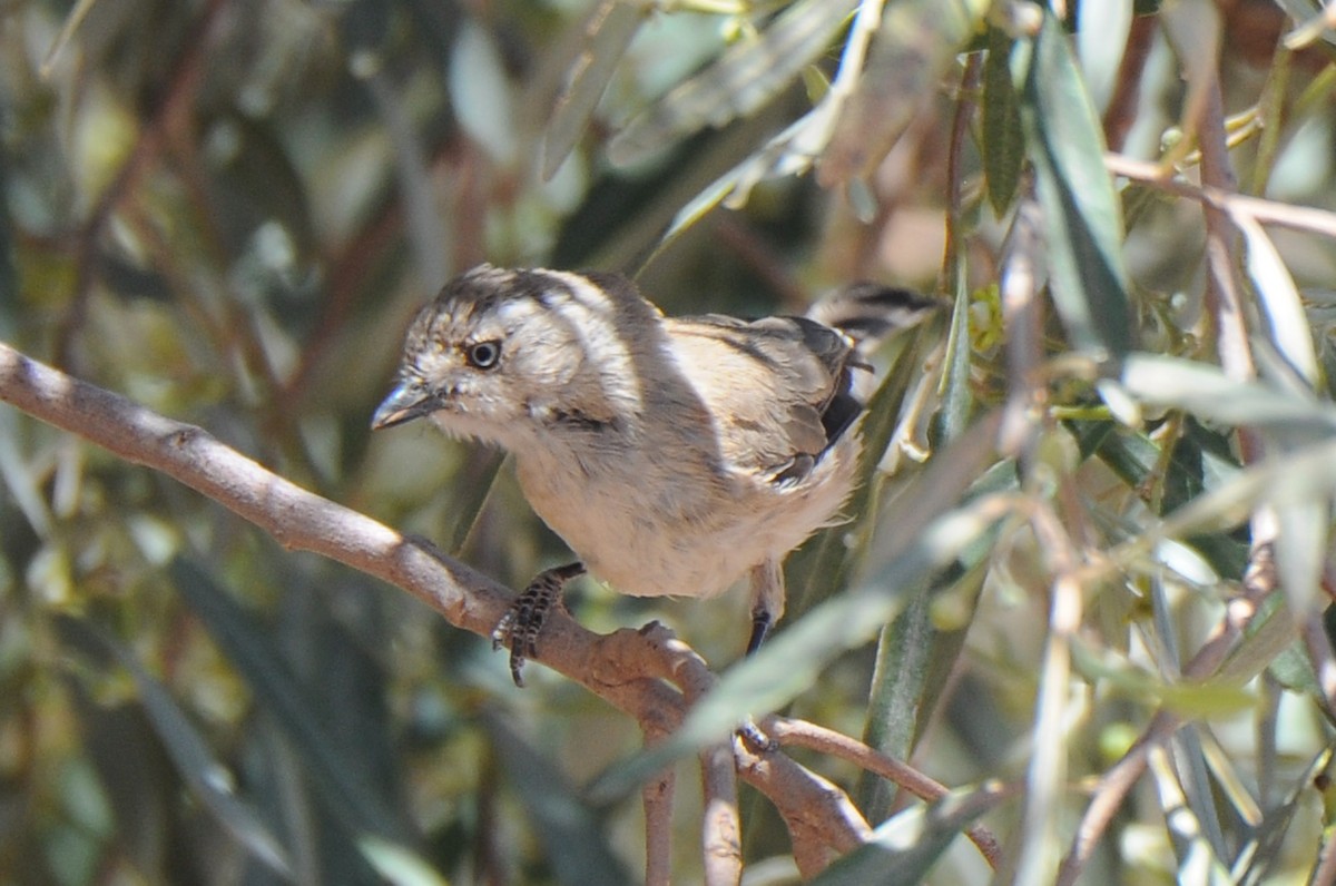 Acanthize blanchâtre - ML187324991