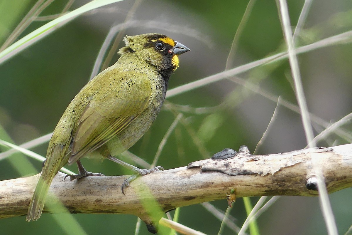 Yellow-faced Grassquit - Jorge  Quiroga