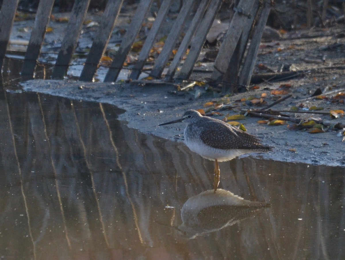 Greater Yellowlegs - ML187326051