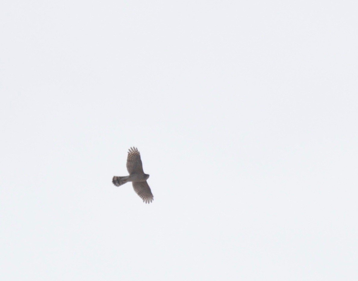 Cooper's Hawk - ML187326591