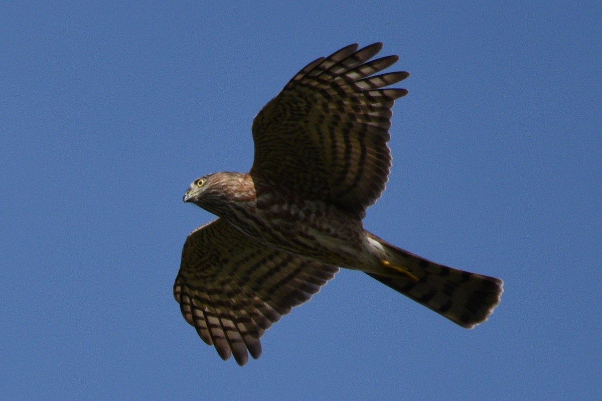 Sharp-shinned Hawk - ML187328741