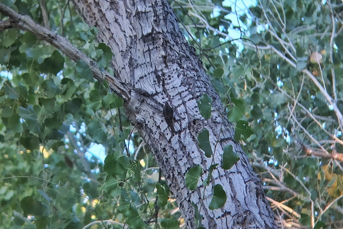 Brown Creeper - ML187330901