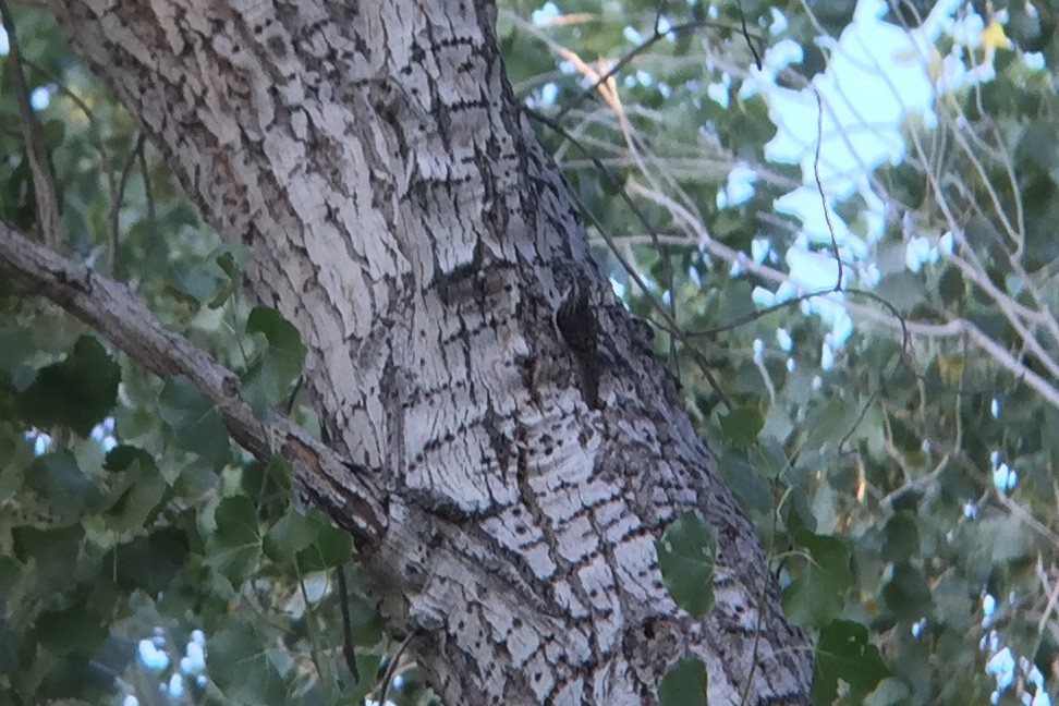 Brown Creeper - ML187330921