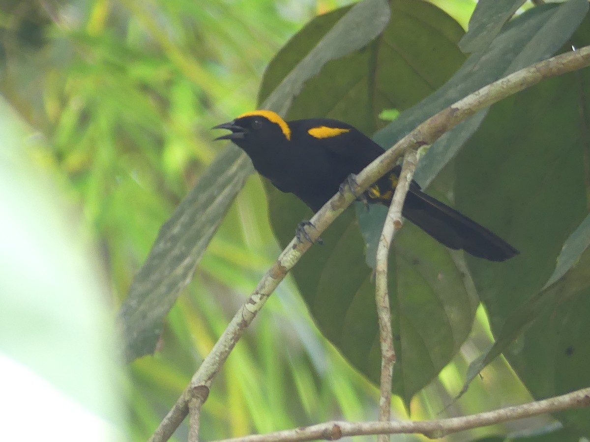 Epaulet Oriole (Moriche) - ML187333271