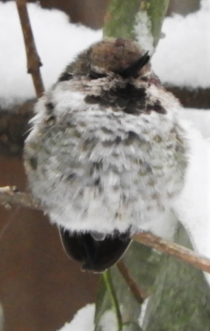 Anna's Hummingbird - ML187333851