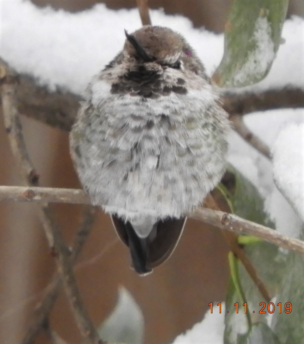 Anna's Hummingbird - ML187333911