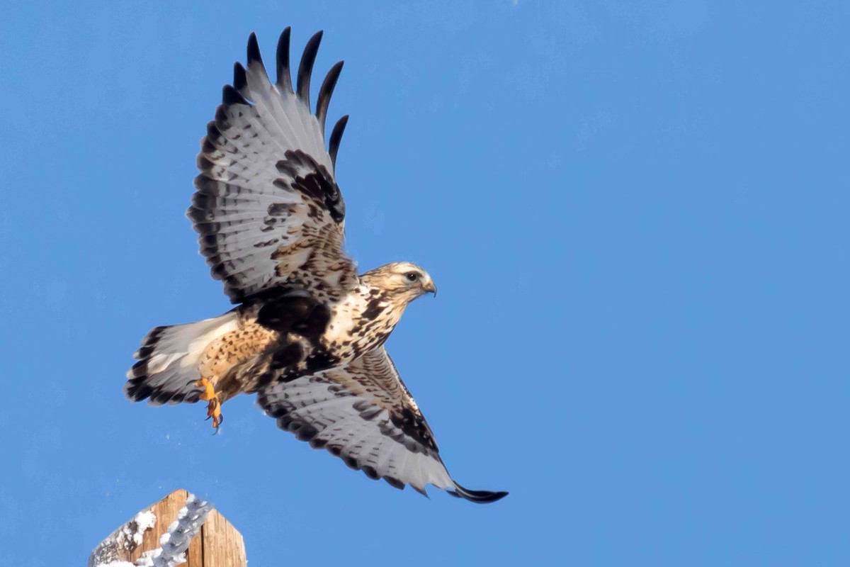 Rough-legged Hawk - Sandra Davis