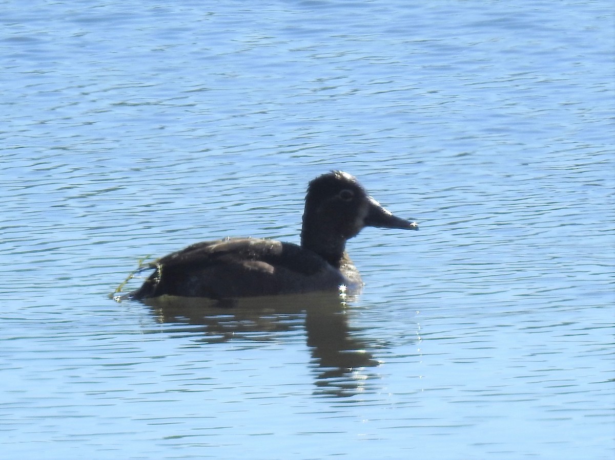 Ring-necked Duck - Mariah and Daniel West