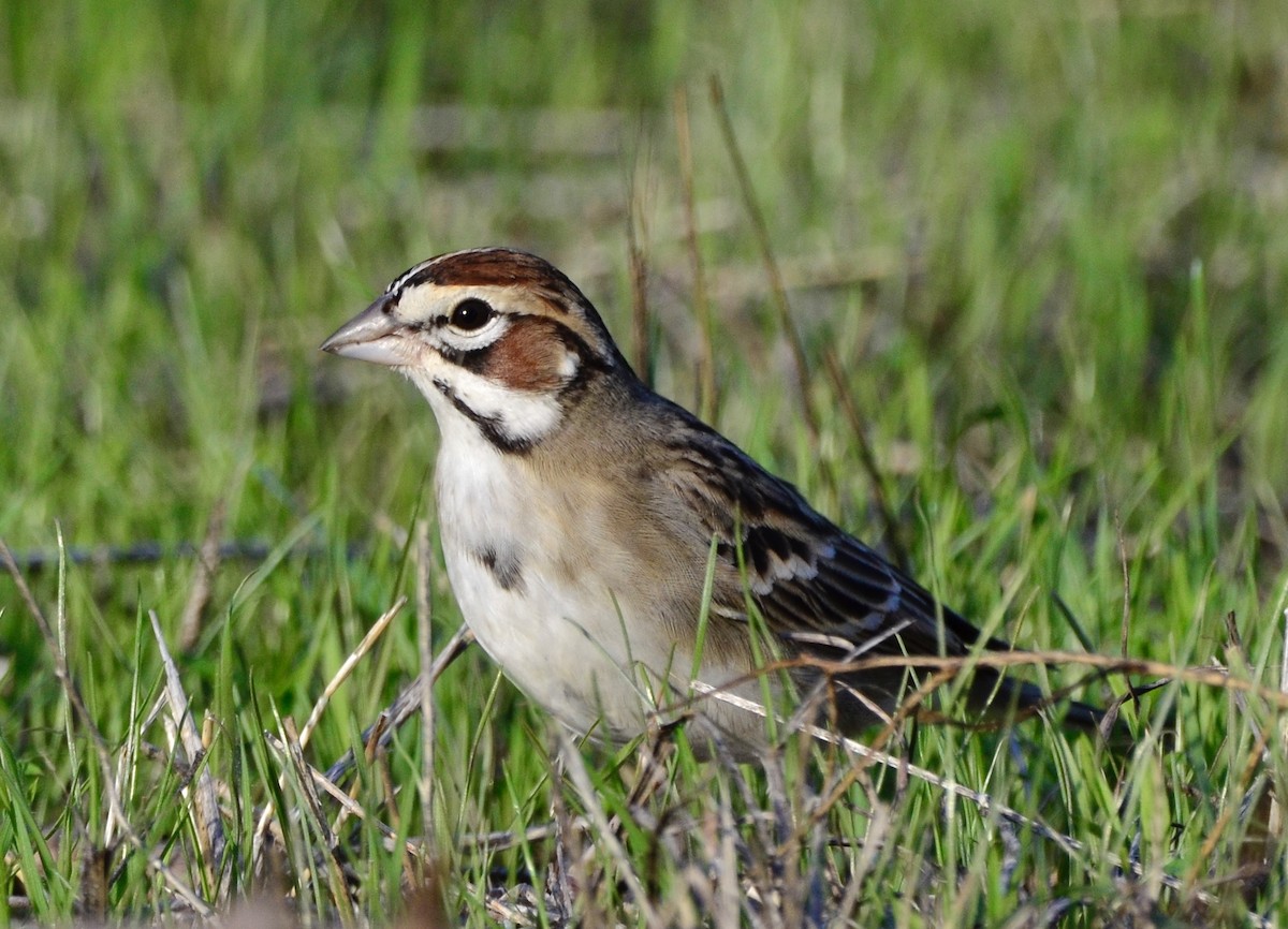 Lark Sparrow - ML187337261