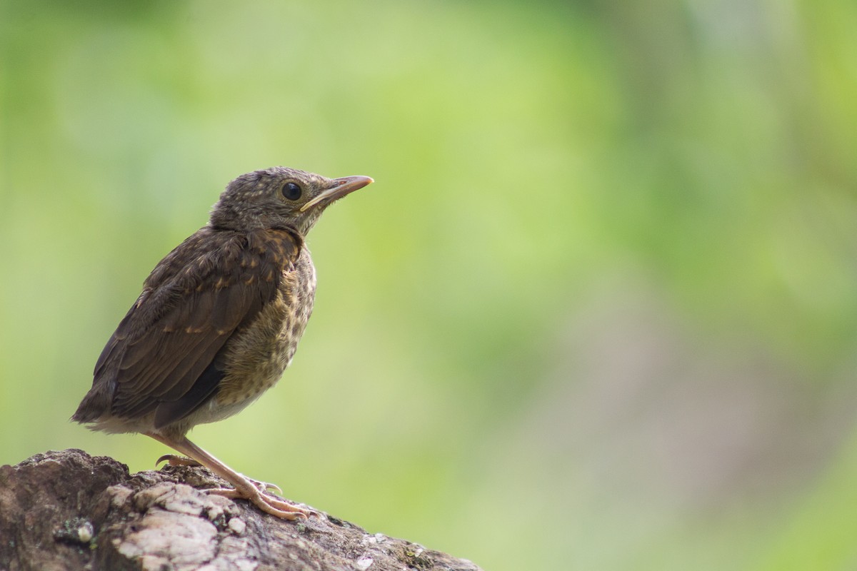 Pale-breasted Thrush - ML187343301