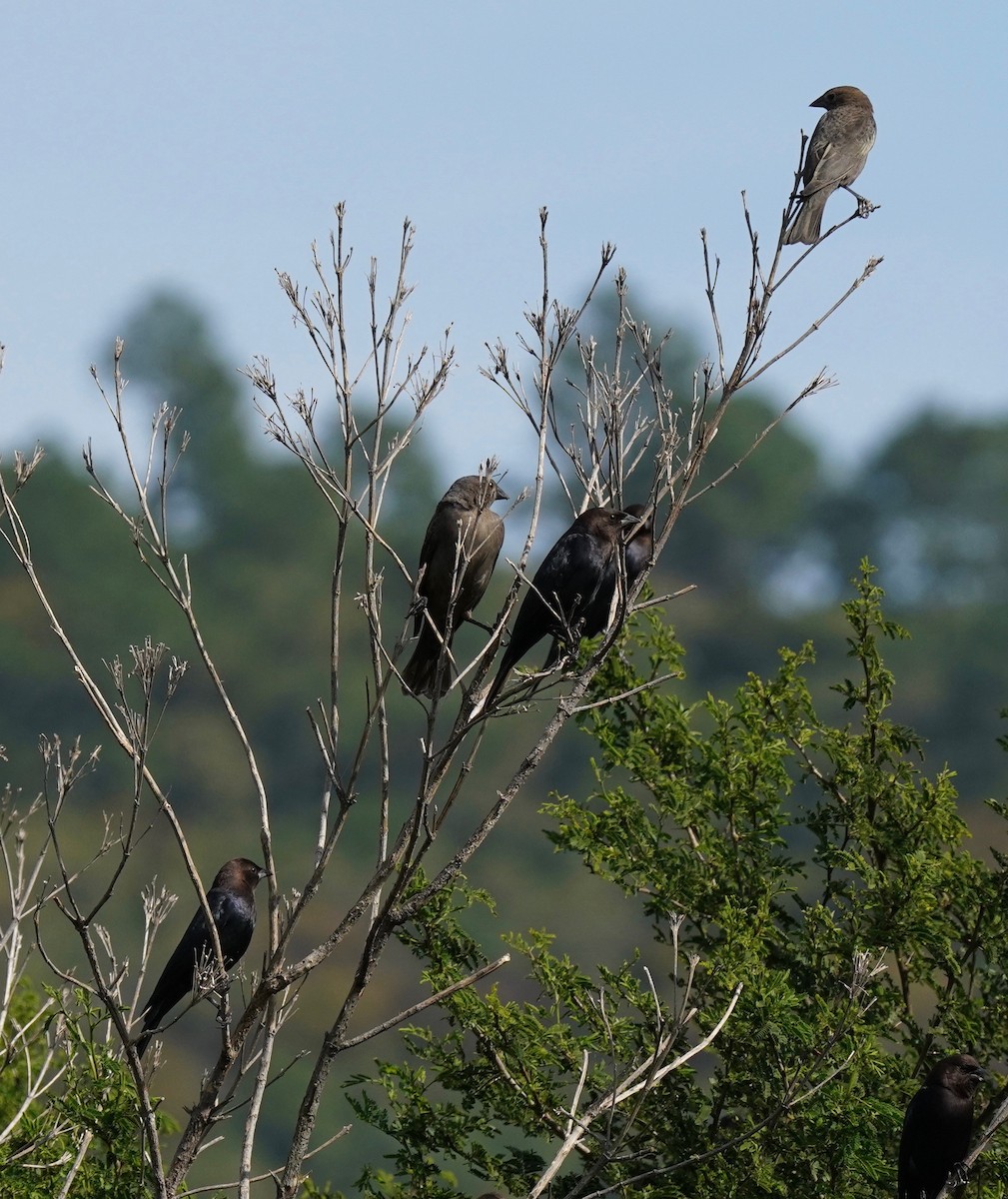 Brown-headed Cowbird - ML187344401