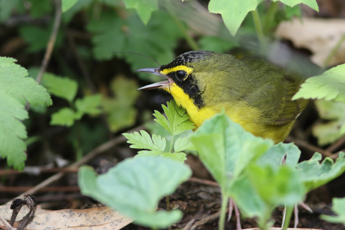 Kentucky Warbler - Frank Pinilla