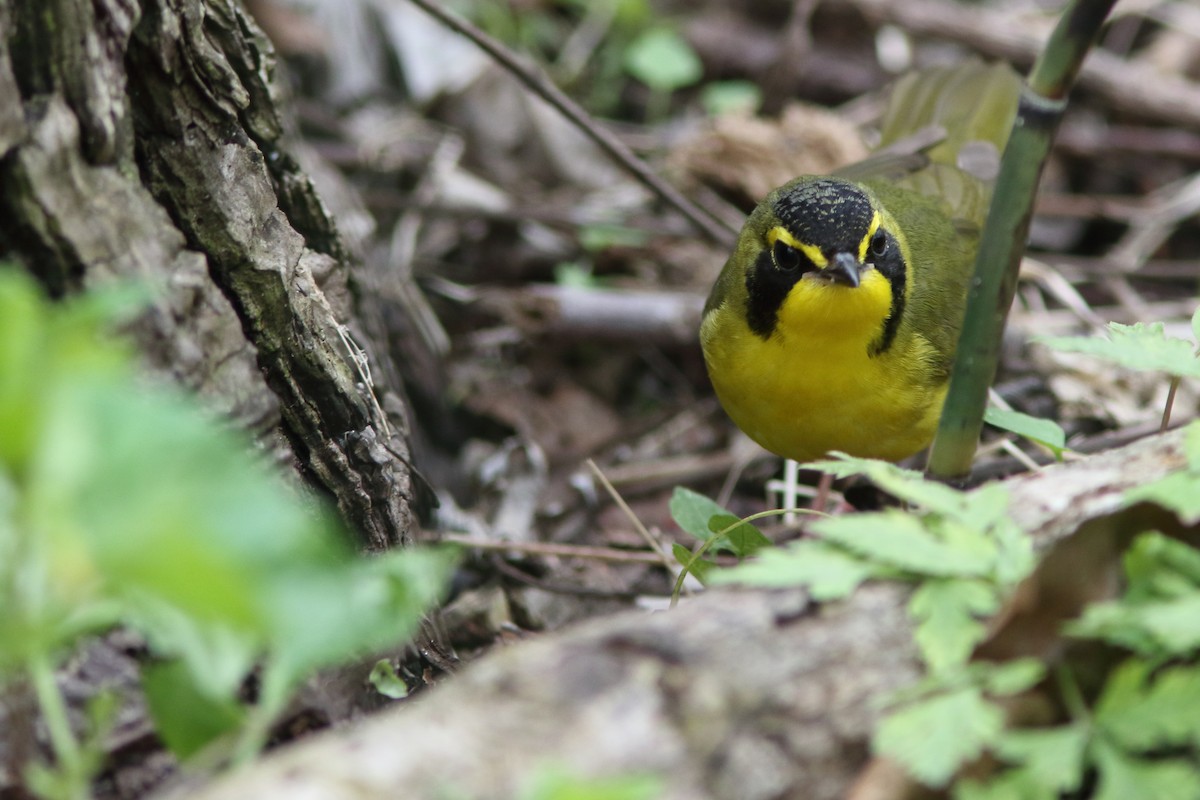 Kentucky Warbler - ML187345551