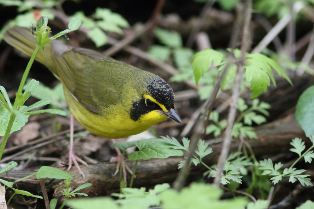 Kentucky Warbler - ML187345581