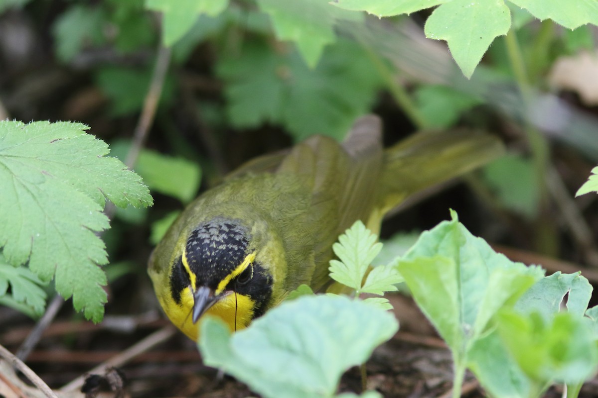 Kentucky Warbler - Frank Pinilla