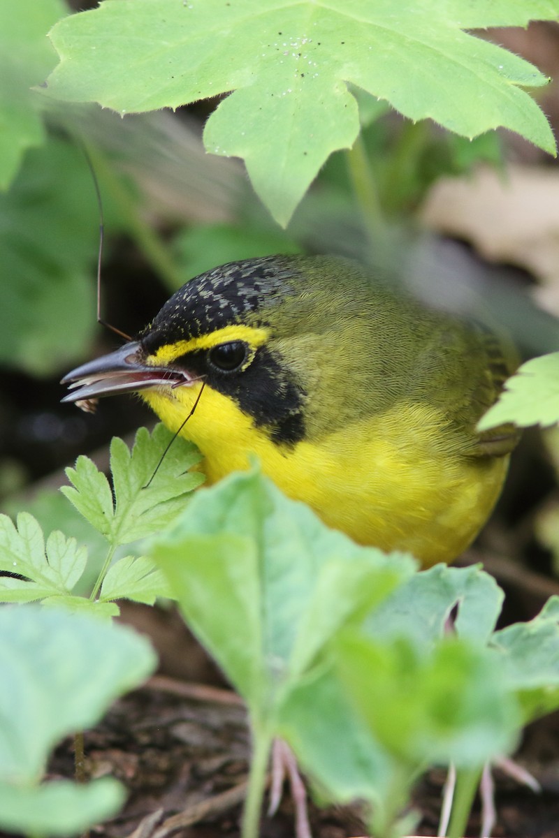 Kentucky Warbler - ML187345631