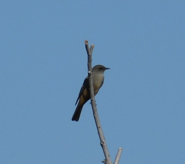 Say's Phoebe - ML187345941