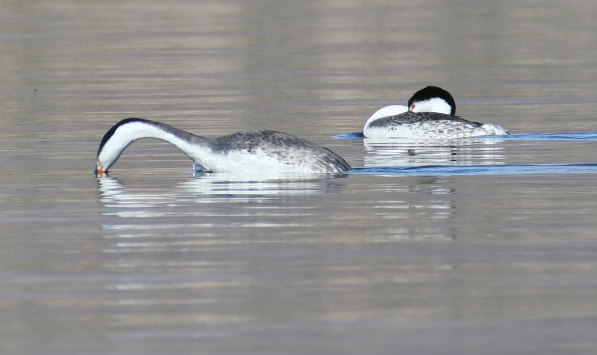 Clark's Grebe - ML187346251