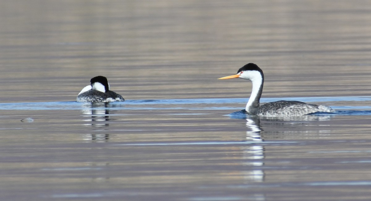 Clark's Grebe - ML187346261
