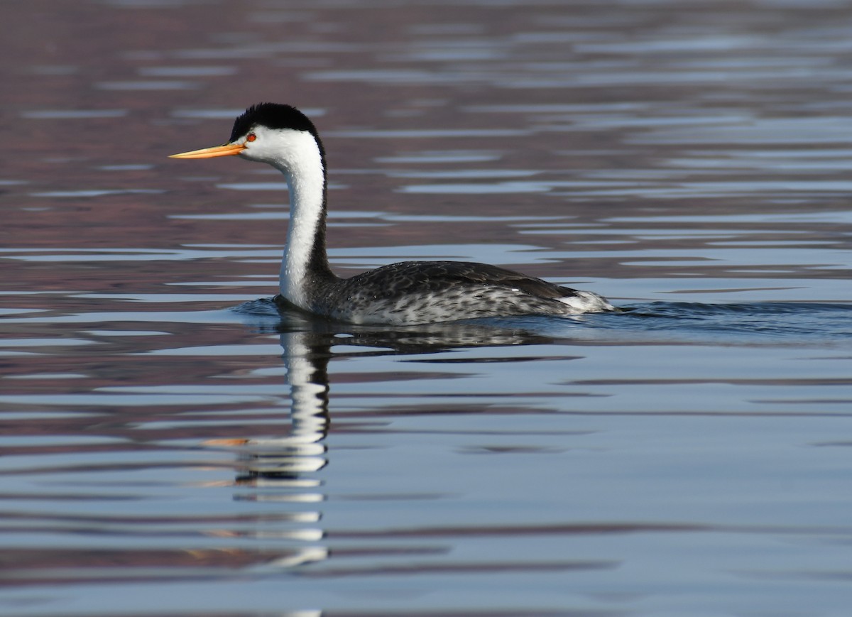 Clark's Grebe - ML187346331