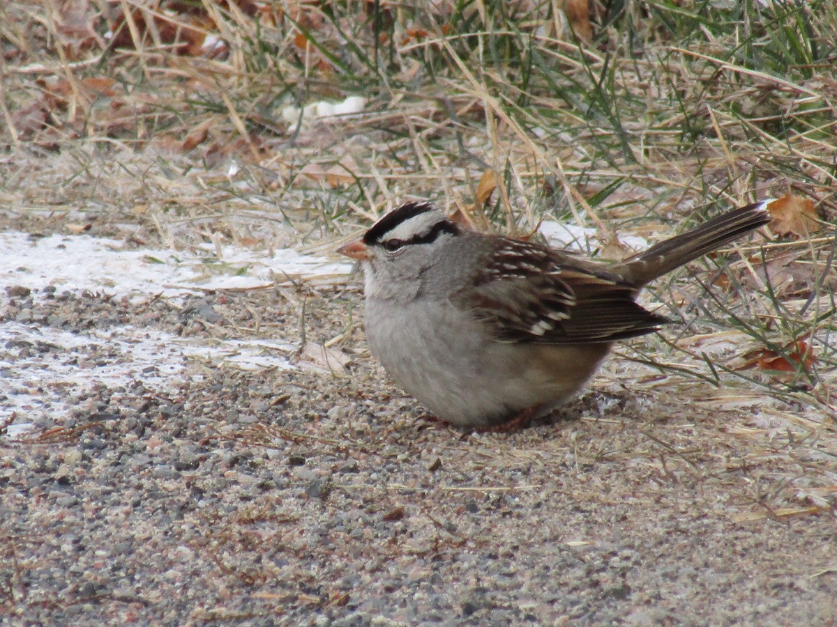 White-crowned Sparrow - ML187347441