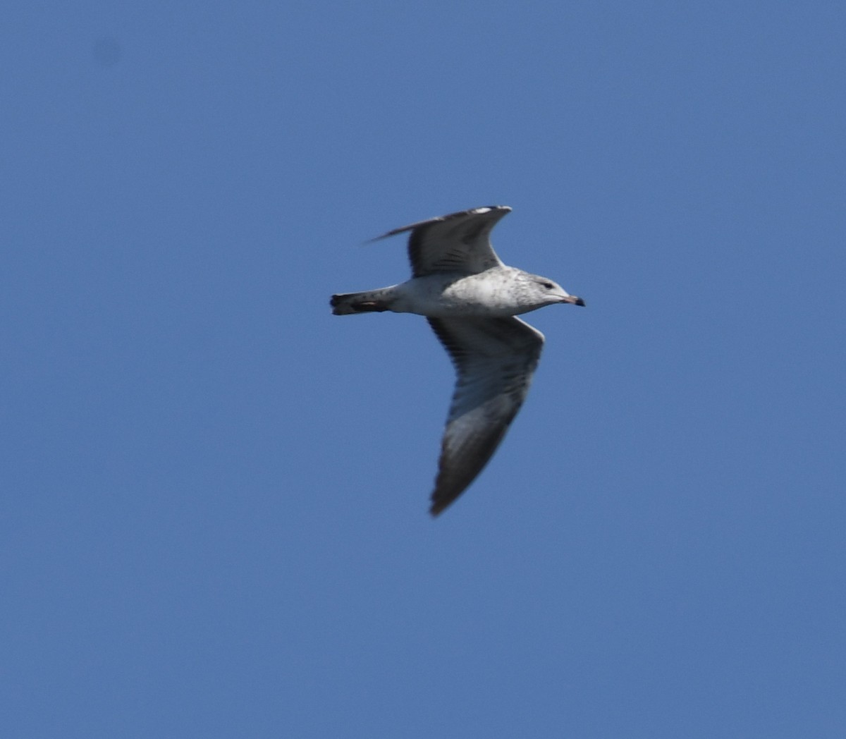 Ring-billed Gull - ML187348981