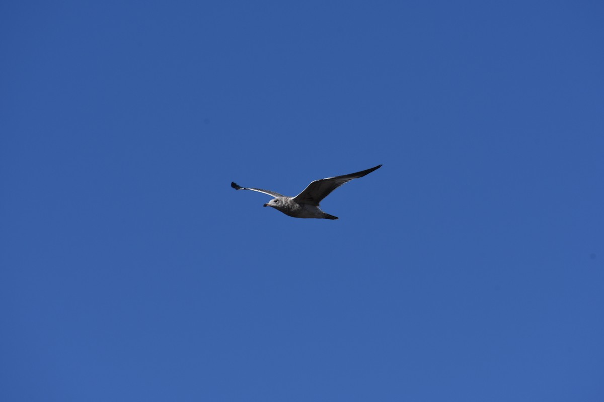Ring-billed Gull - ML187349341