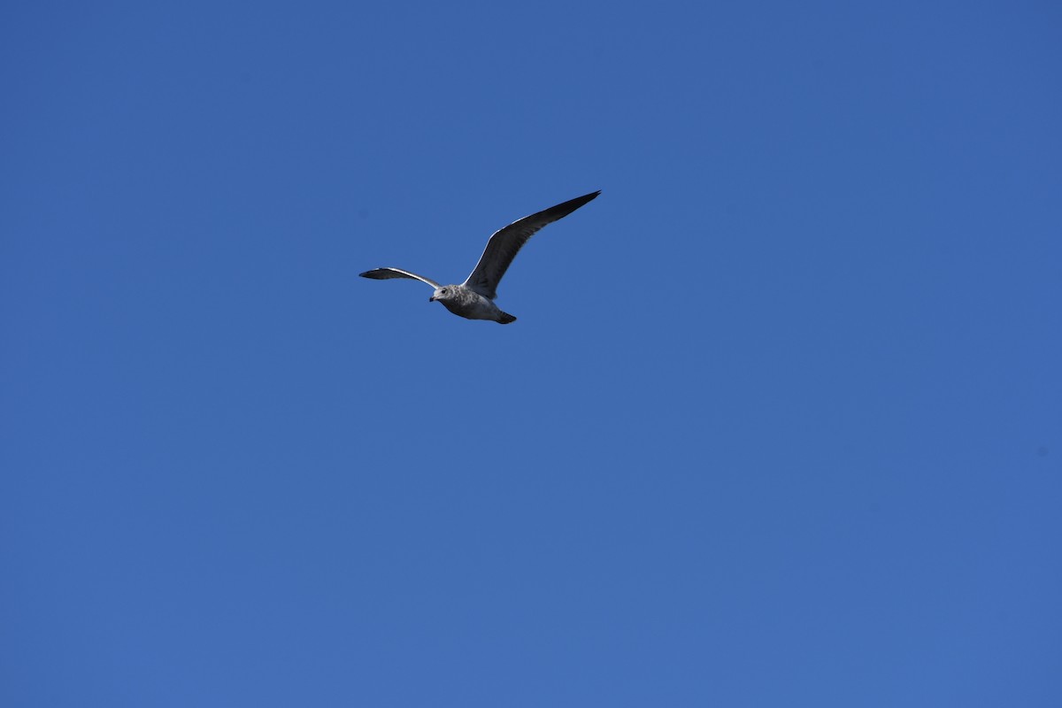 Ring-billed Gull - ML187349351