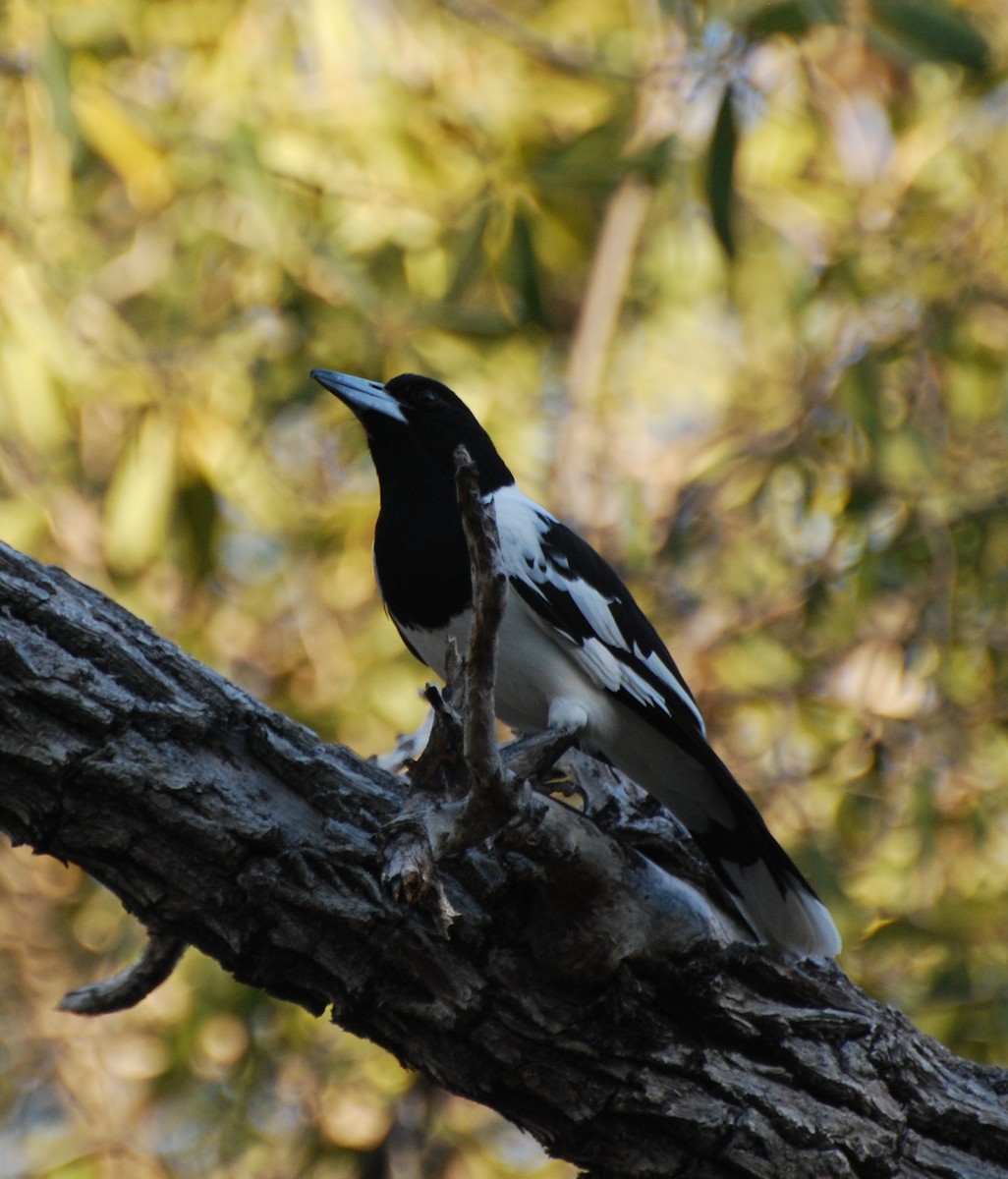 Pied Butcherbird - ML187350171