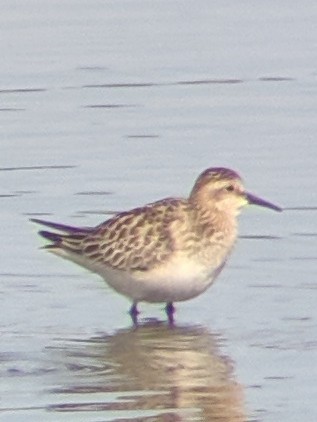 Baird's Sandpiper - ML187352311