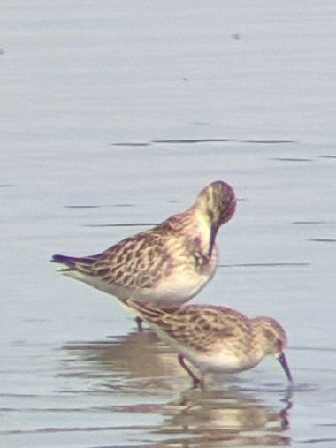 Baird's Sandpiper - ML187352461