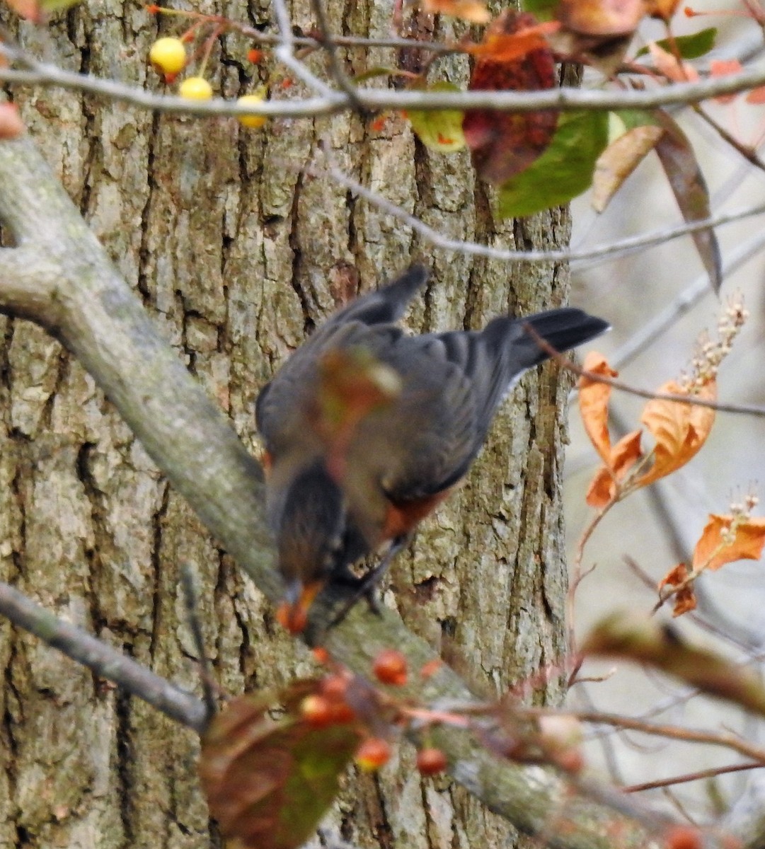 American Robin - ML187353491